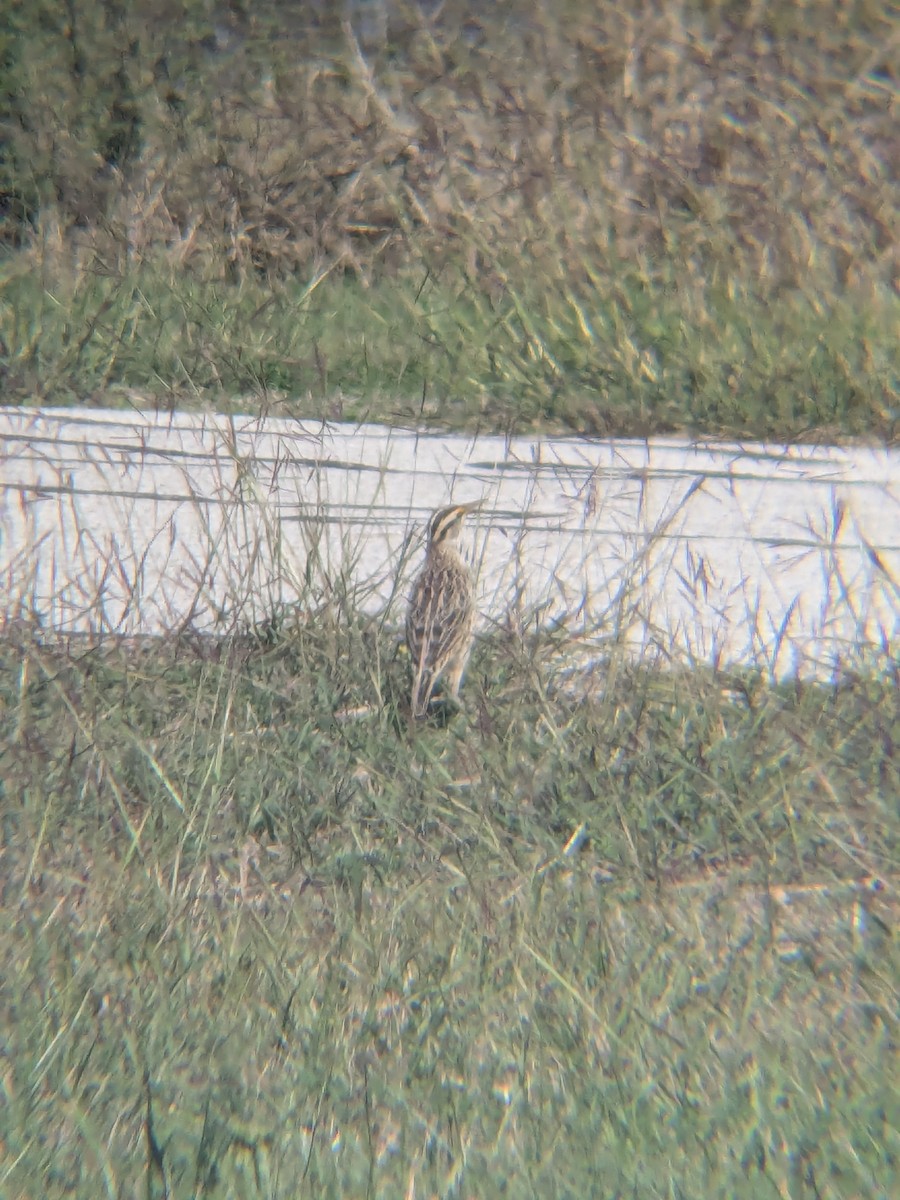 Eastern Meadowlark - ML647325536