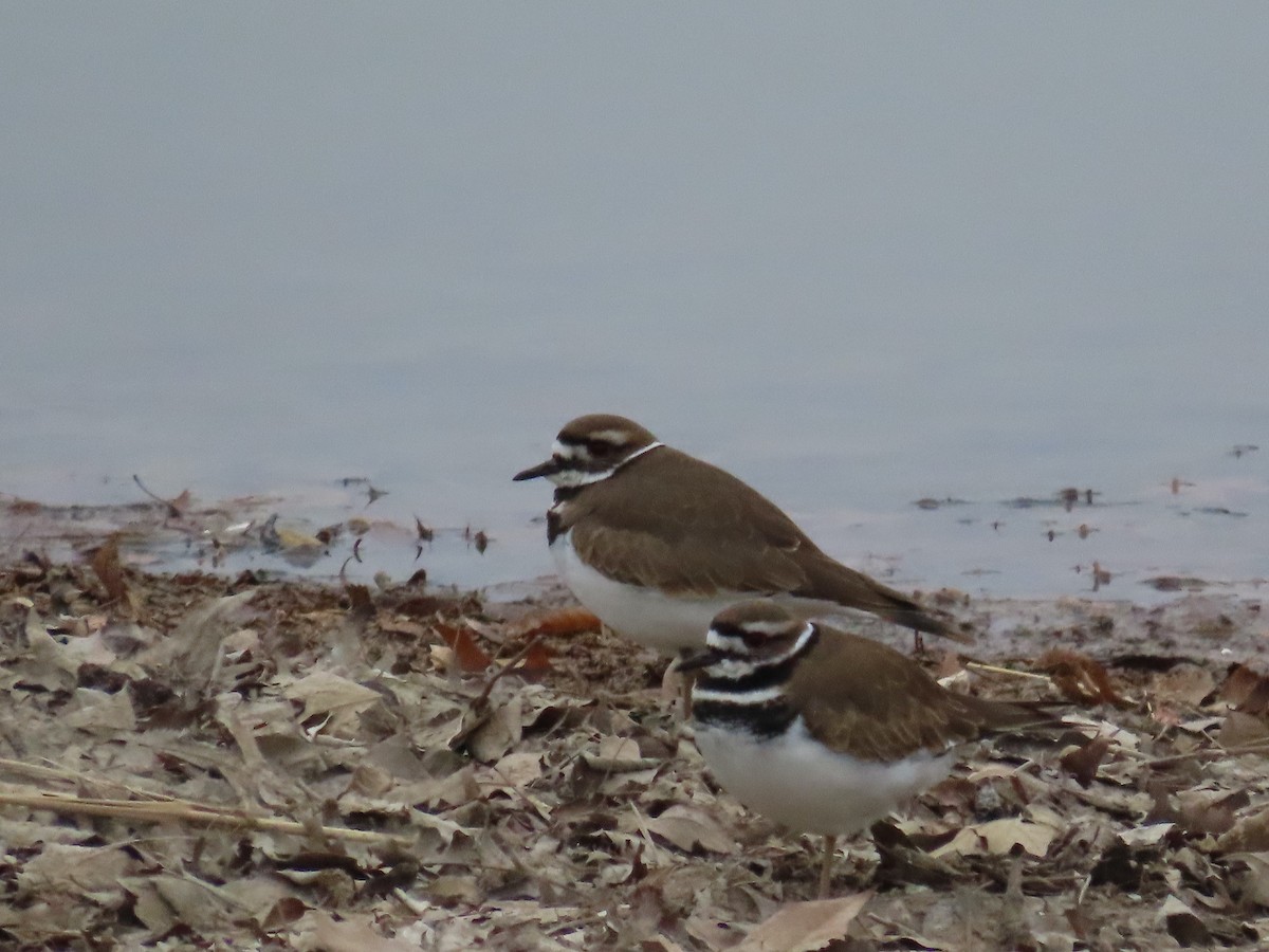 Killdeer - ML647325553