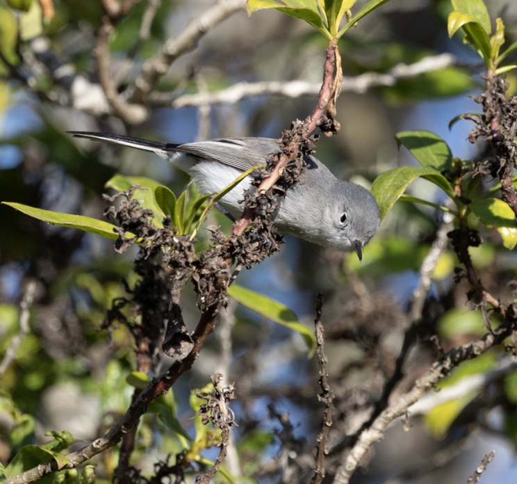 Blue-gray Gnatcatcher - ML647325555