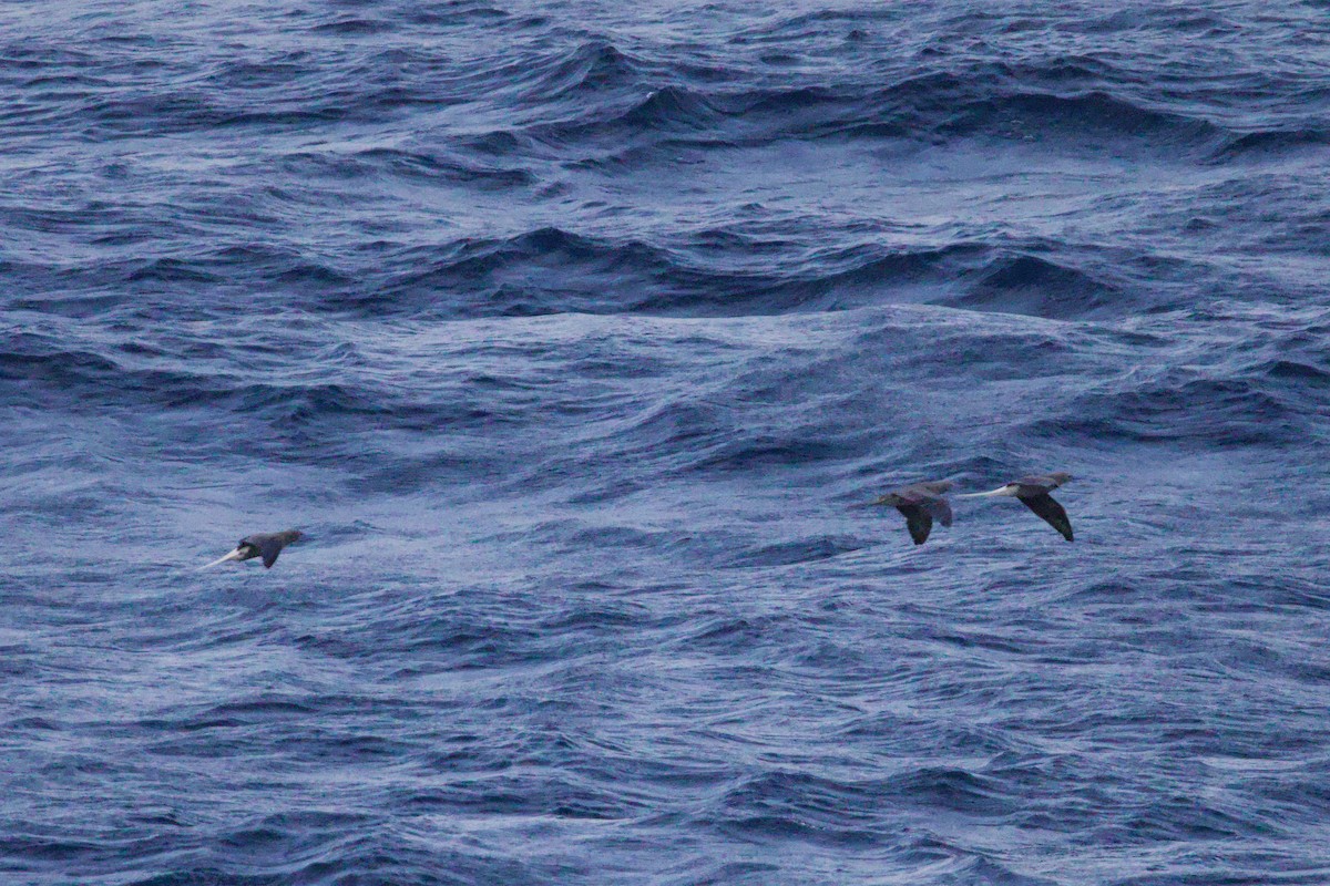 Сула червононога - ML647325559