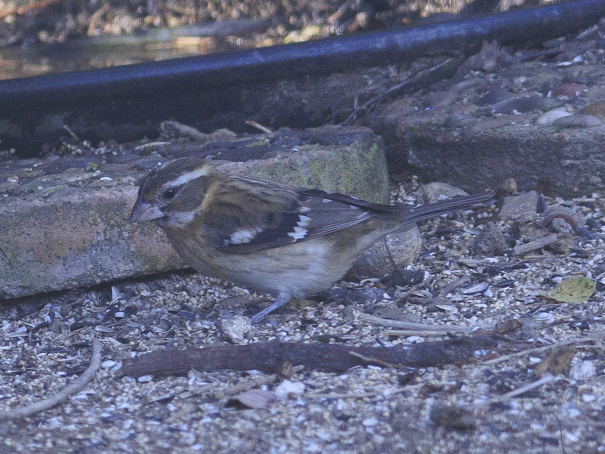 Rose-breasted Grosbeak - ML647325560