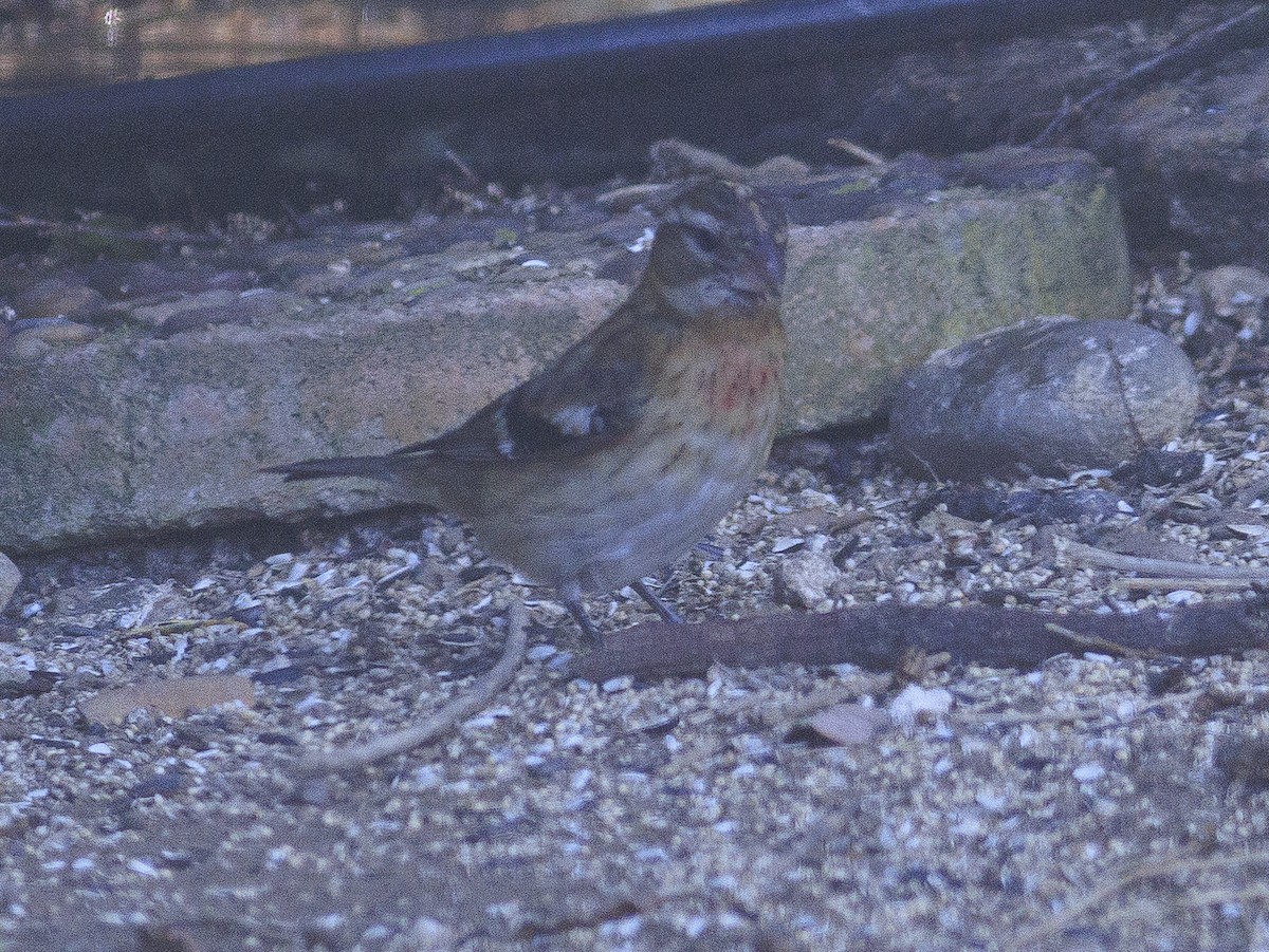 Rose-breasted Grosbeak - ML647325561