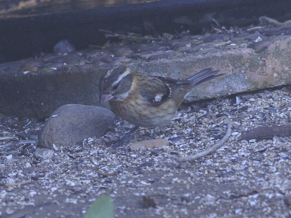 Rose-breasted Grosbeak - ML647325562