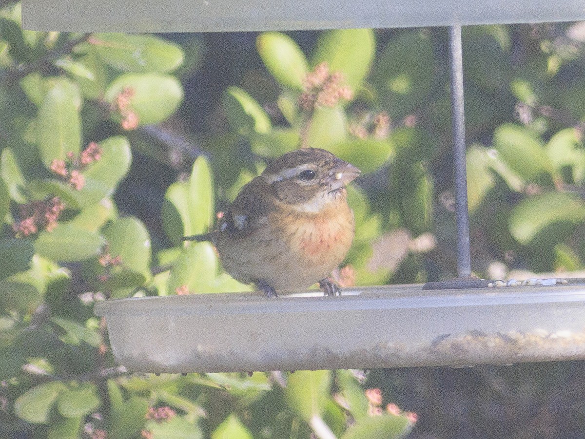 Rose-breasted Grosbeak - ML647325563