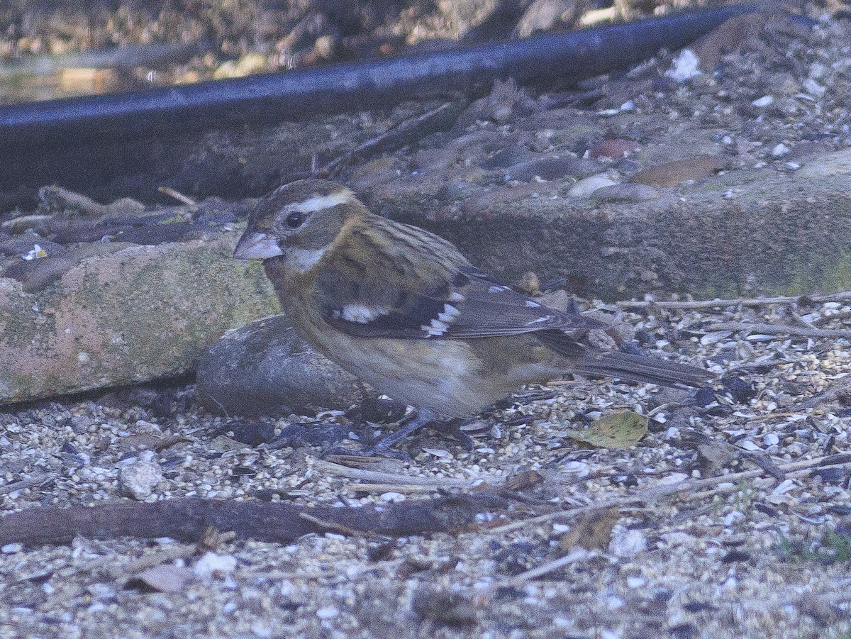 Rose-breasted Grosbeak - ML647325564