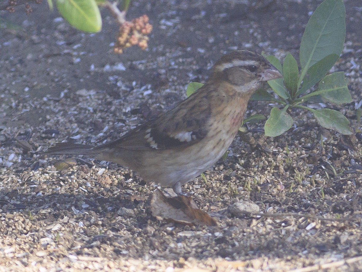 Rose-breasted Grosbeak - ML647325565