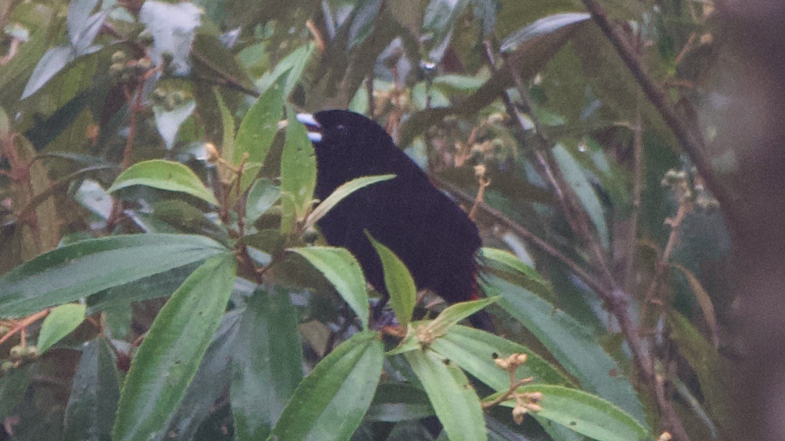 Thick-billed Seed-Finch - ML647325568