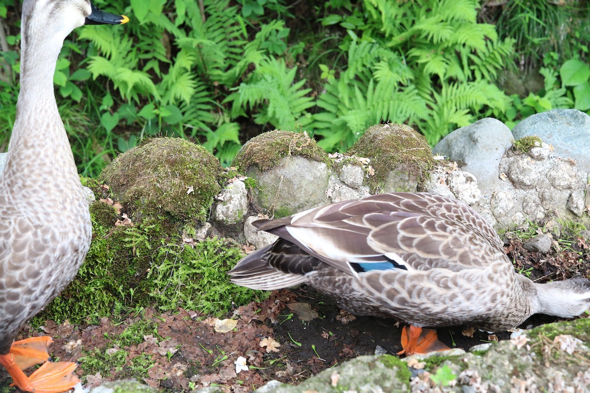 Eastern Spot-billed Duck - ML647325569