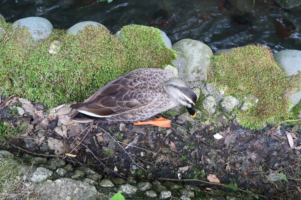 Eastern Spot-billed Duck - ML647325570