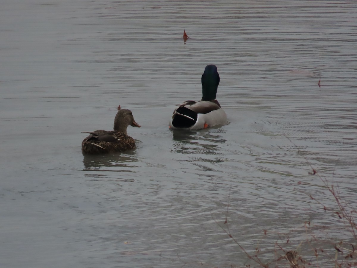 Germano reale - ML647325571