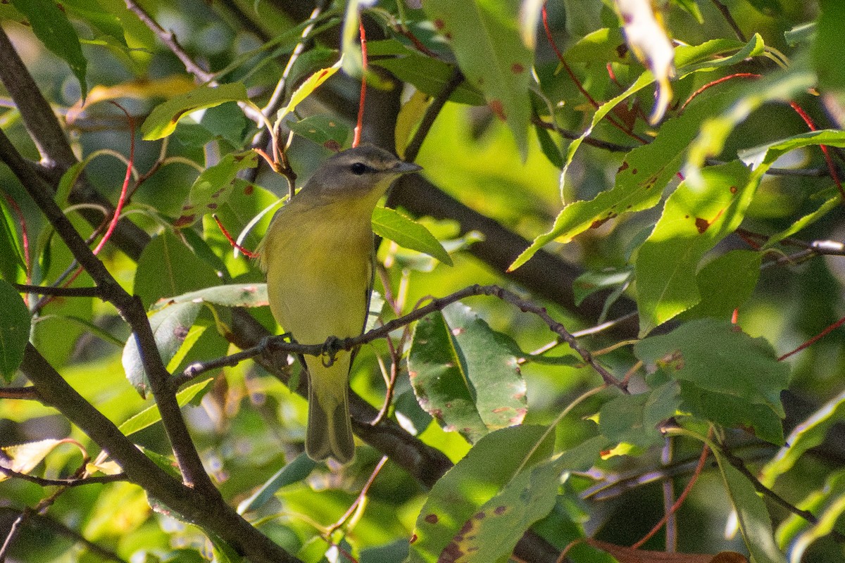 Bireo filadelfiarra - ML647325577