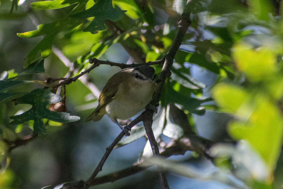 Rotaugenvireo - ML647325585