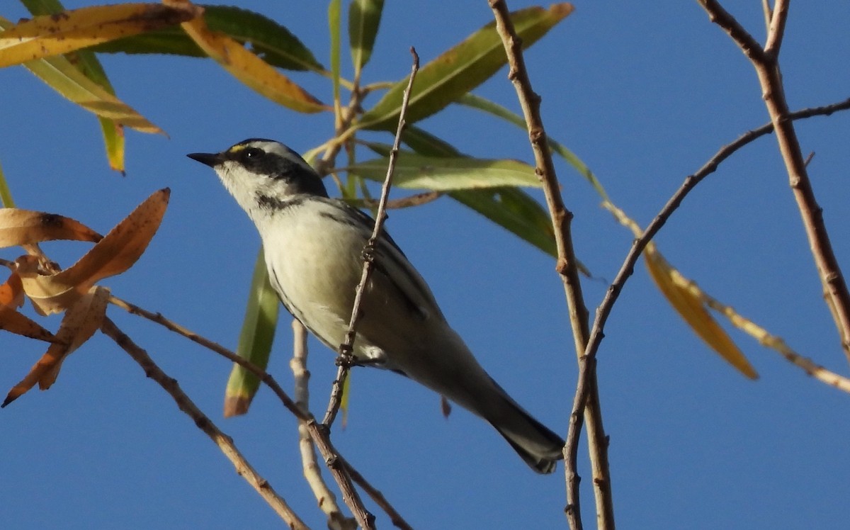 Black-throated Gray Warbler - ML647325586