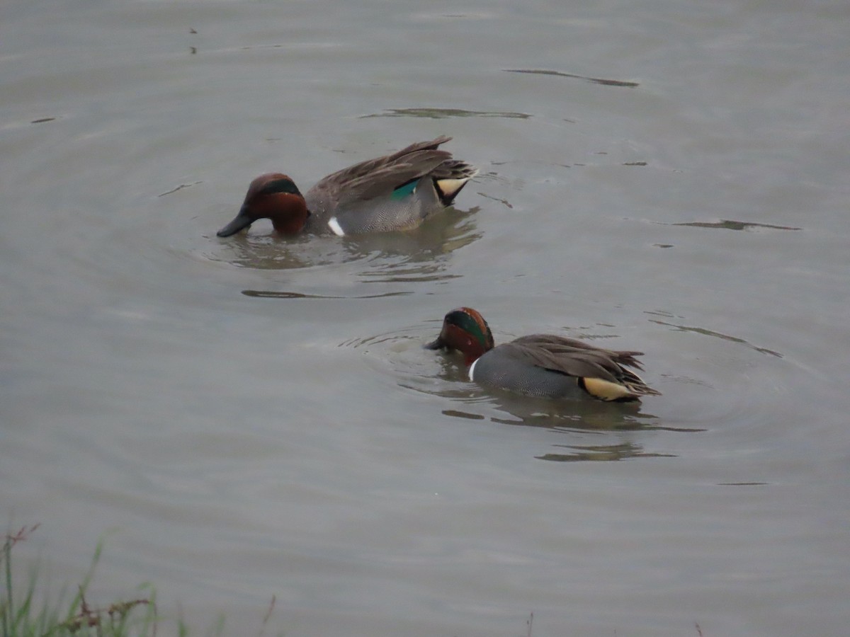 Alzavola - ML647325592