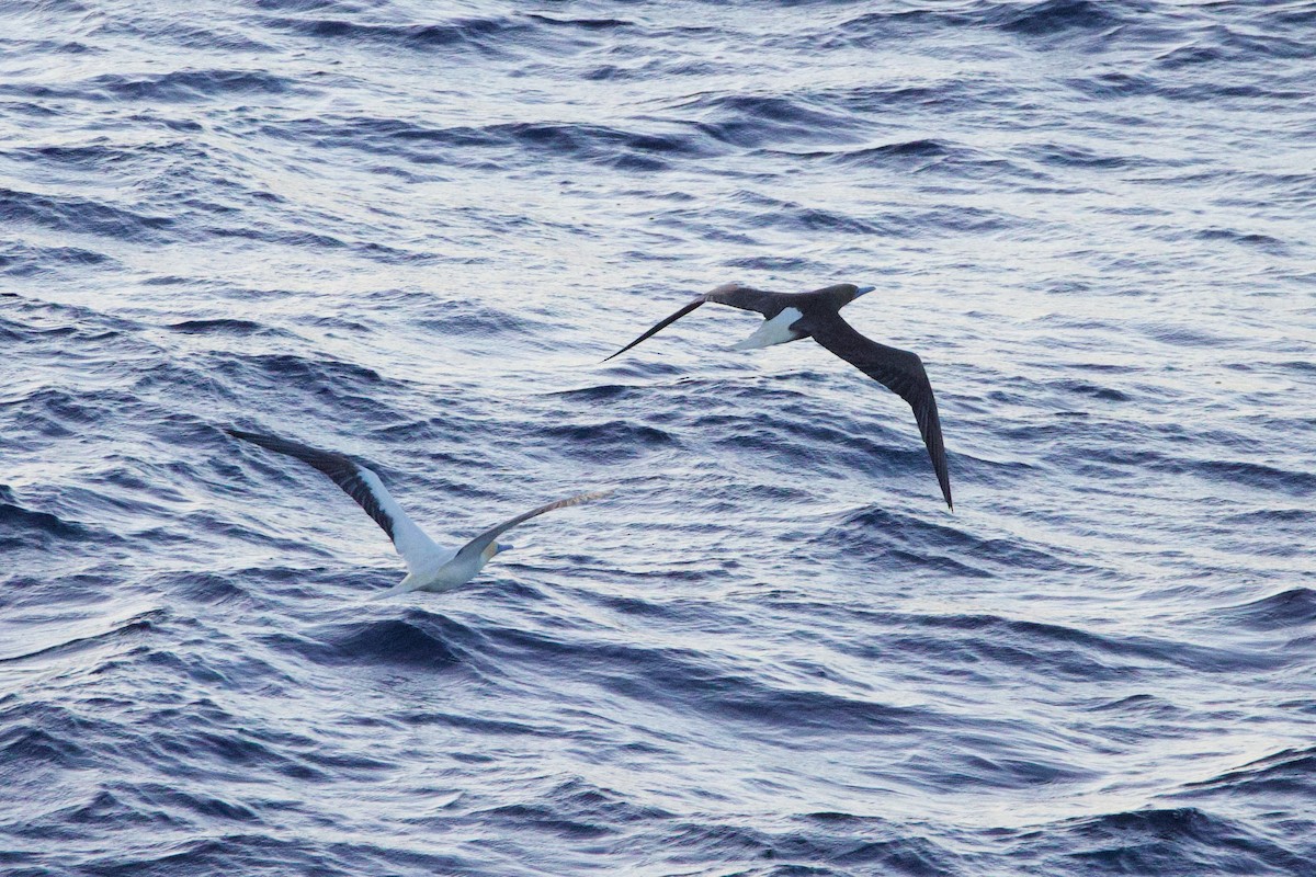 Сула червононога - ML647325594