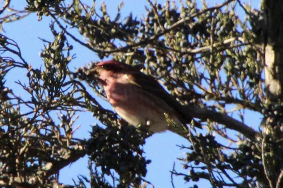 Purple Finch - ML647325595