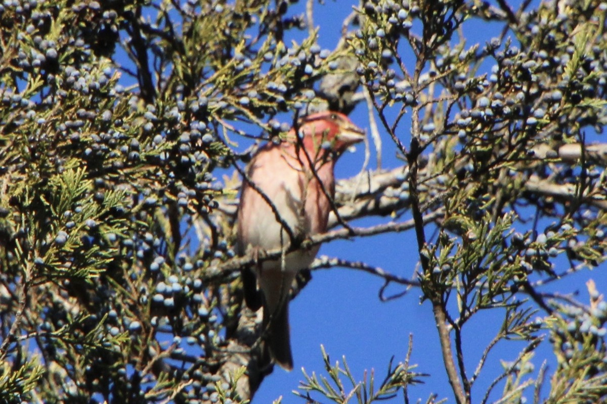 Purple Finch - ML647325596