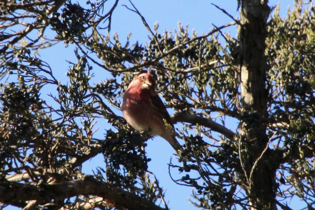 Purple Finch - ML647325597