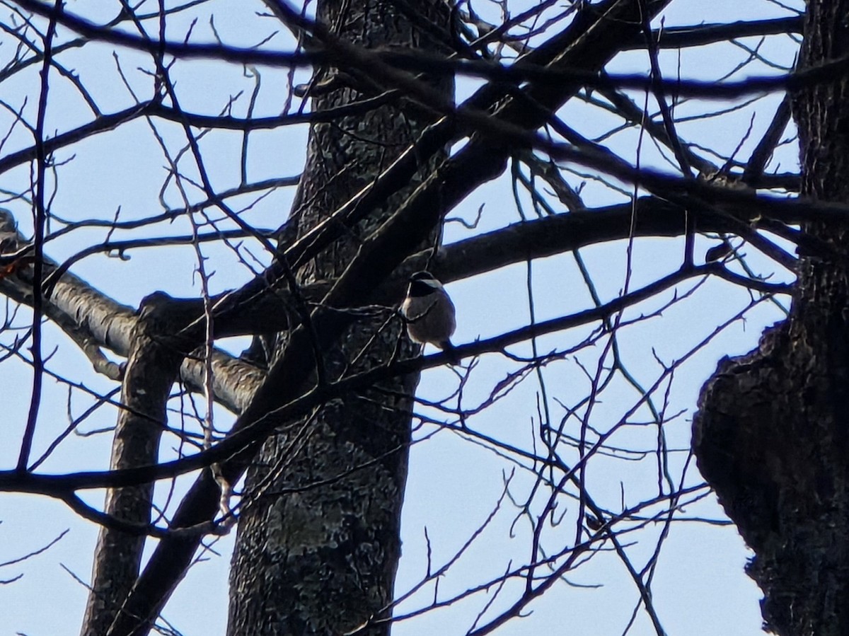 Carolina Chickadee - ML647325598