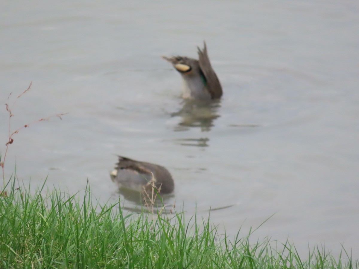 Alzavola - ML647325600