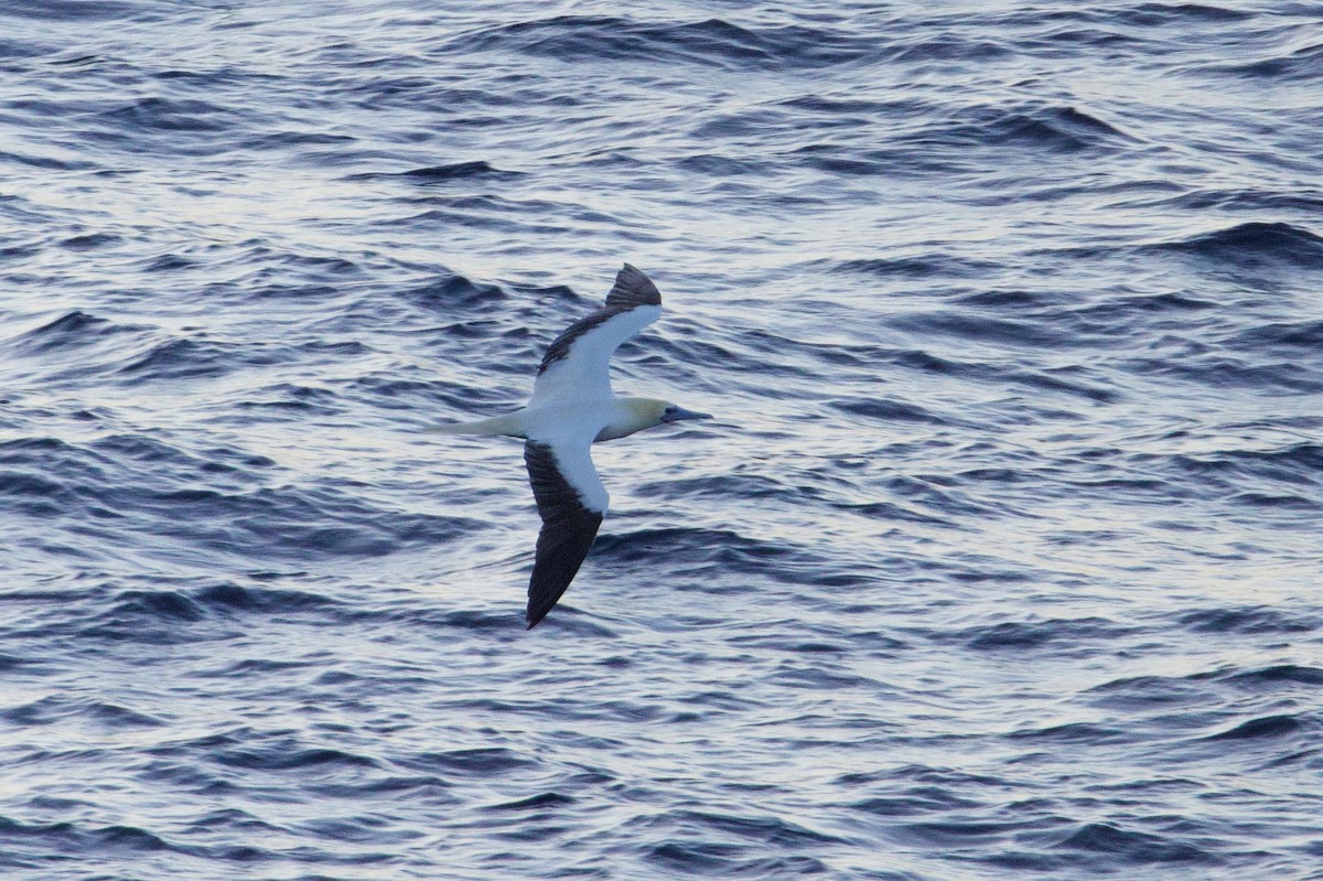 Сула червононога - ML647325602