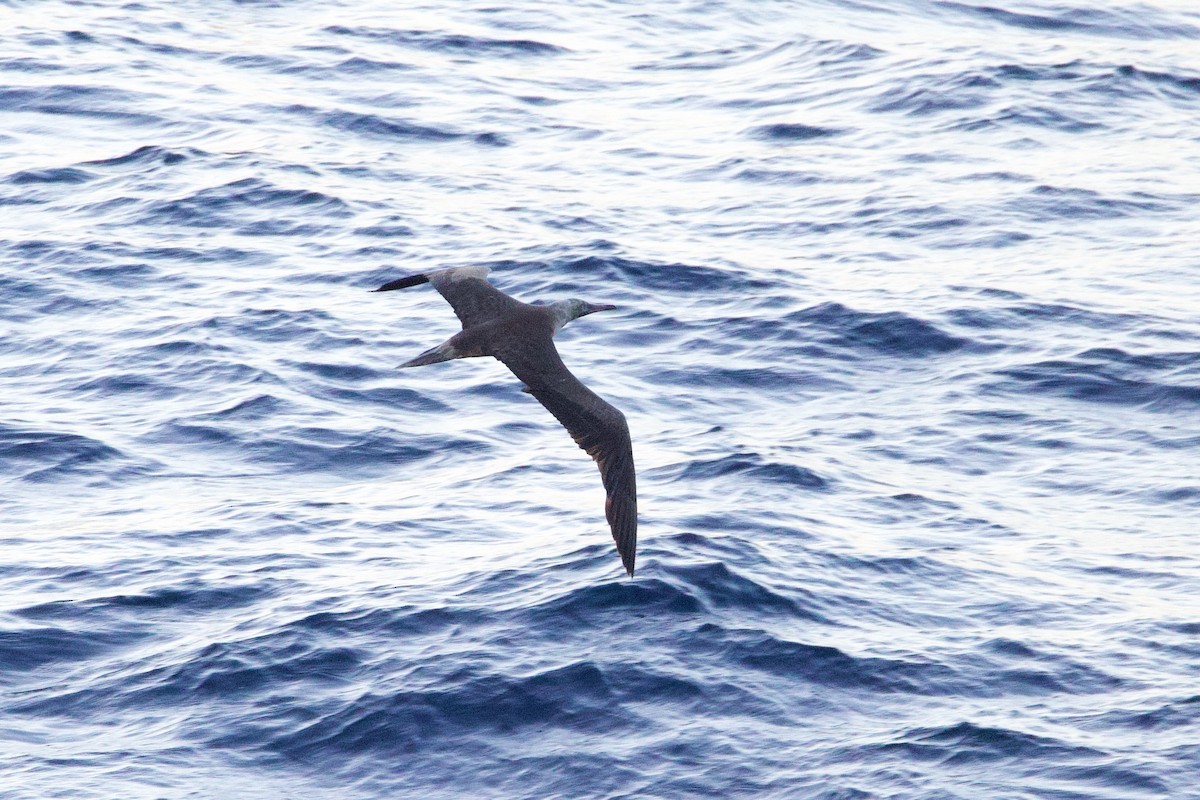 Сула червононога - ML647325605