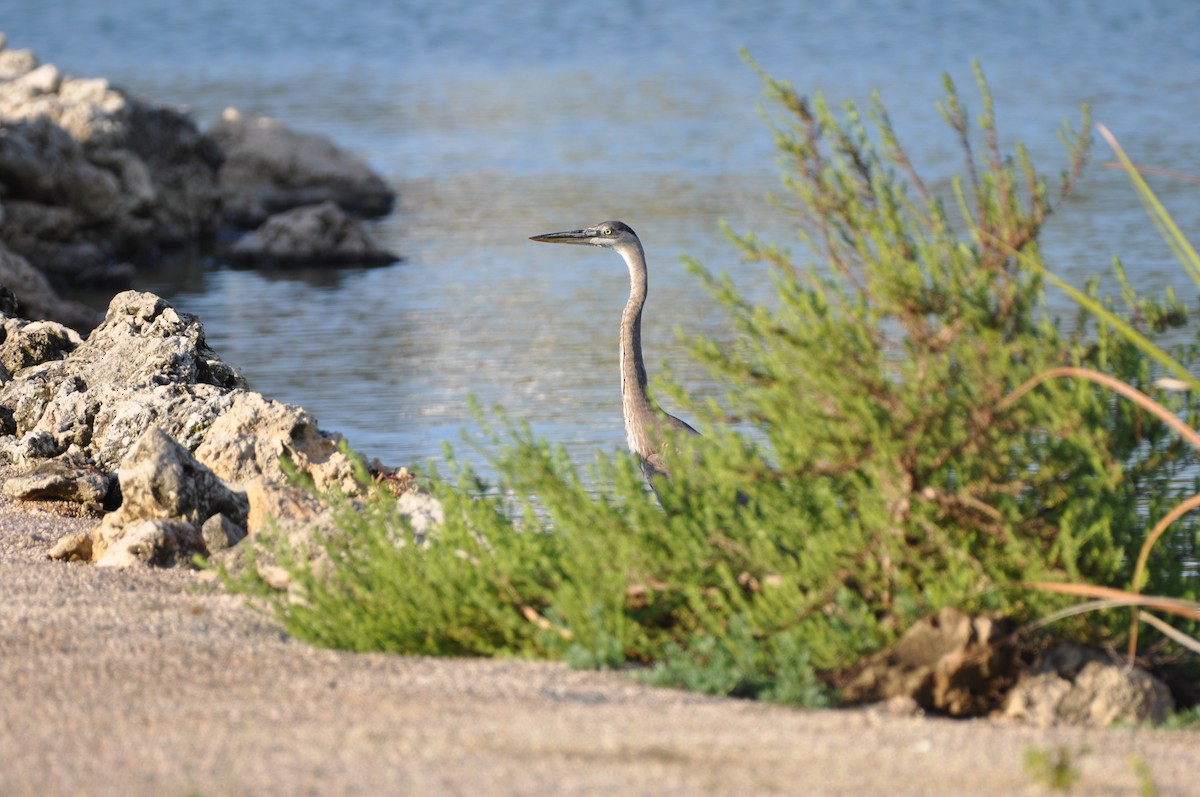 Great Blue Heron - ML647325607