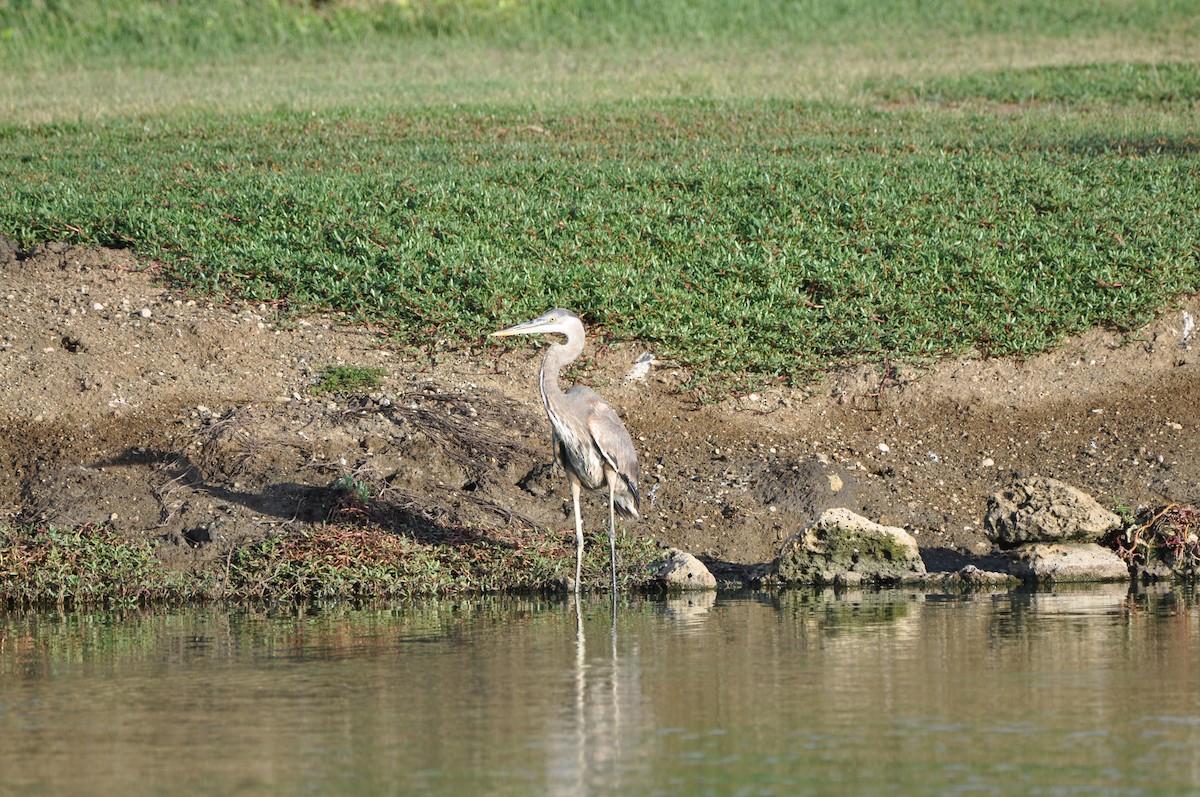 Great Blue Heron - ML647325608