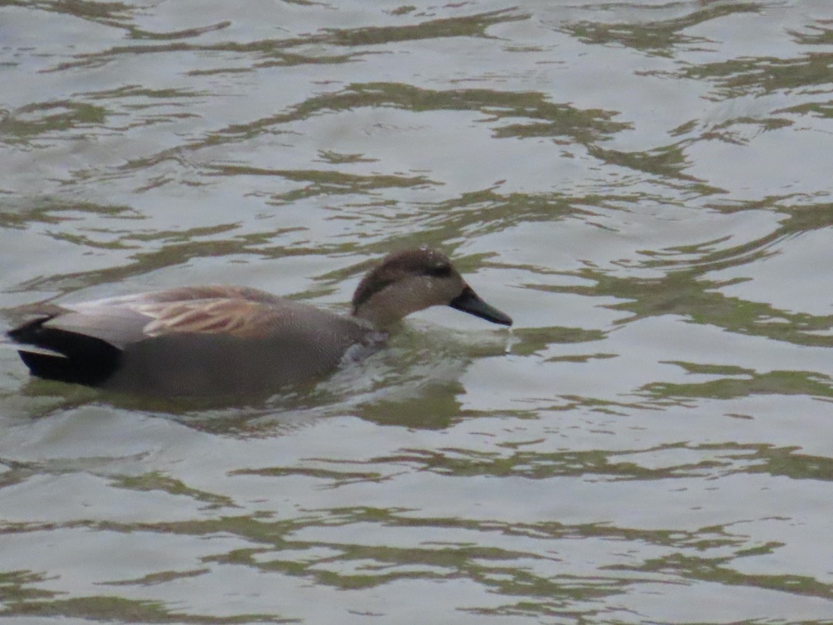 Canapiglia - ML647325612