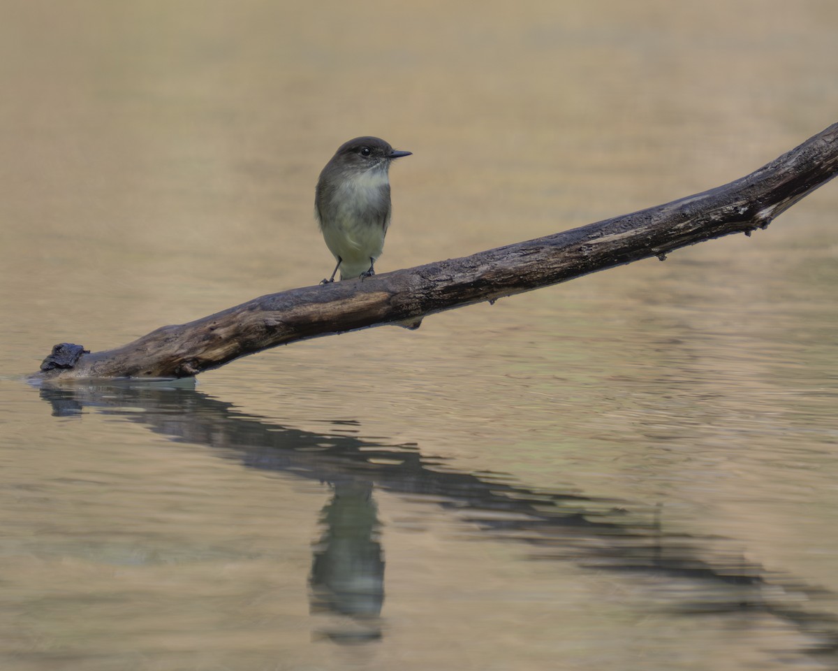 Eastern Phoebe - ML647325621
