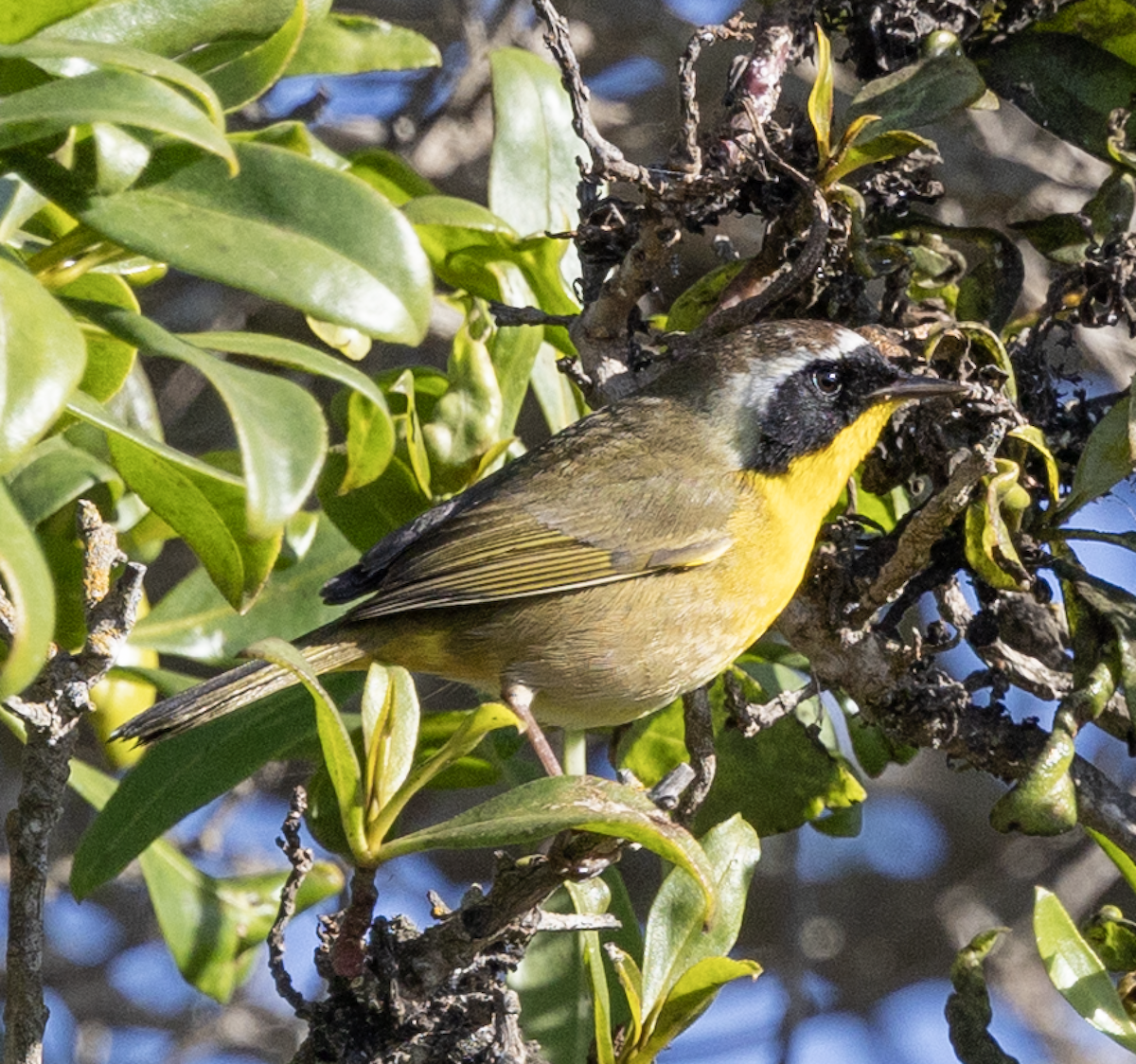Common Yellowthroat - ML647325622