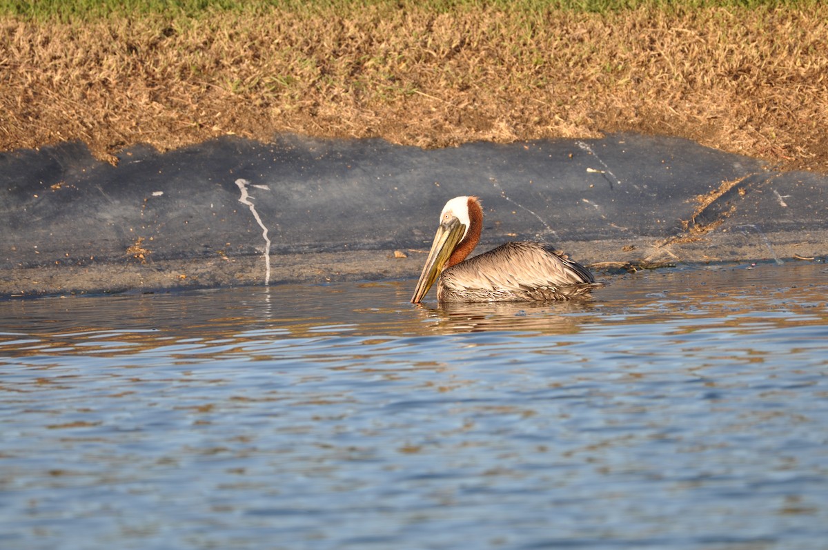 Brown Pelican - ML647325623