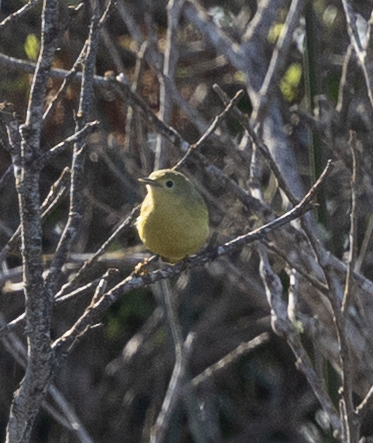 Northern Yellow Warbler - ML647325627