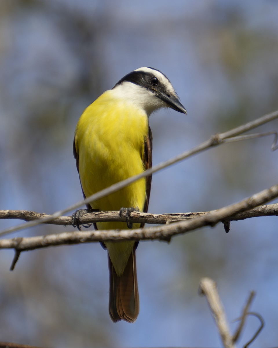 Great Kiskadee - ML647325628