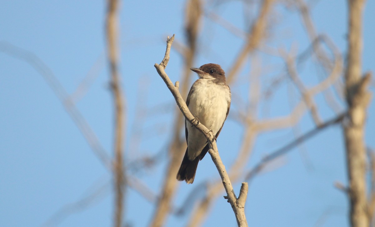 Eastern Kingbird - ML647325633