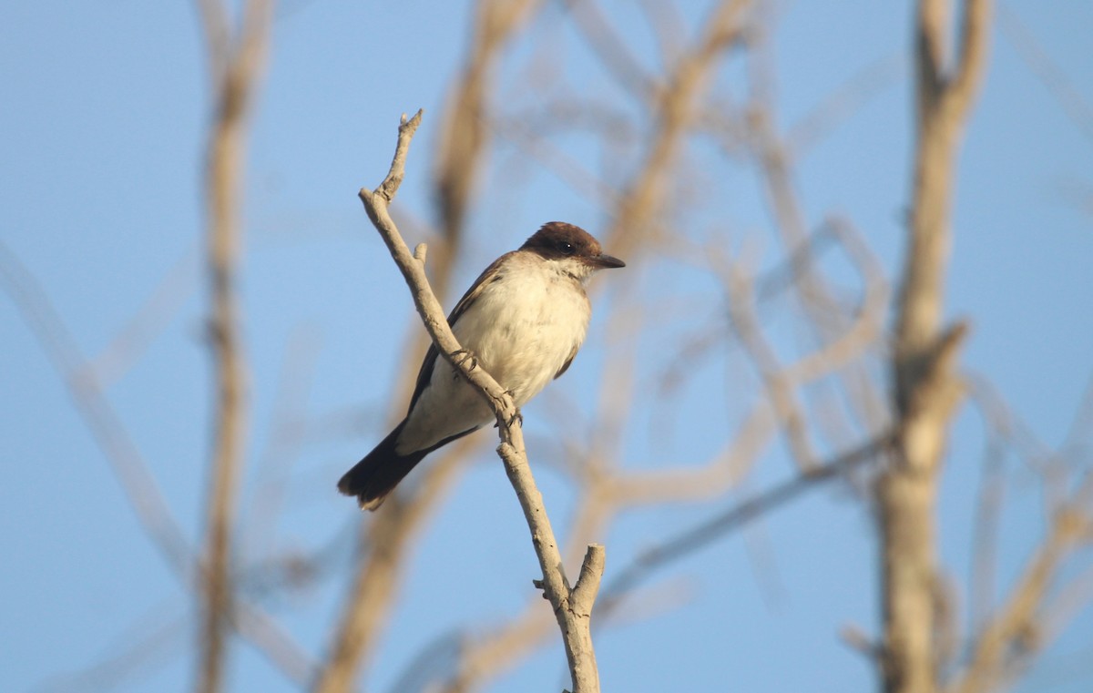 Eastern Kingbird - ML647325634