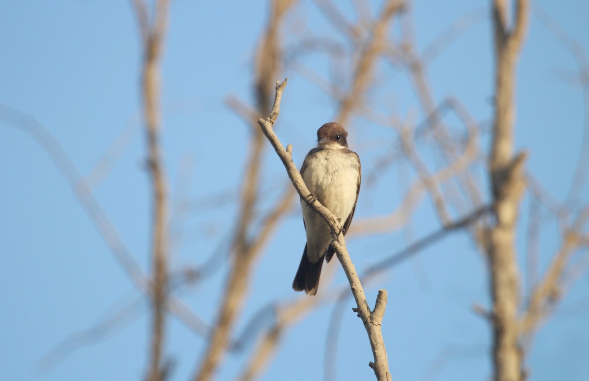 Eastern Kingbird - ML647325635