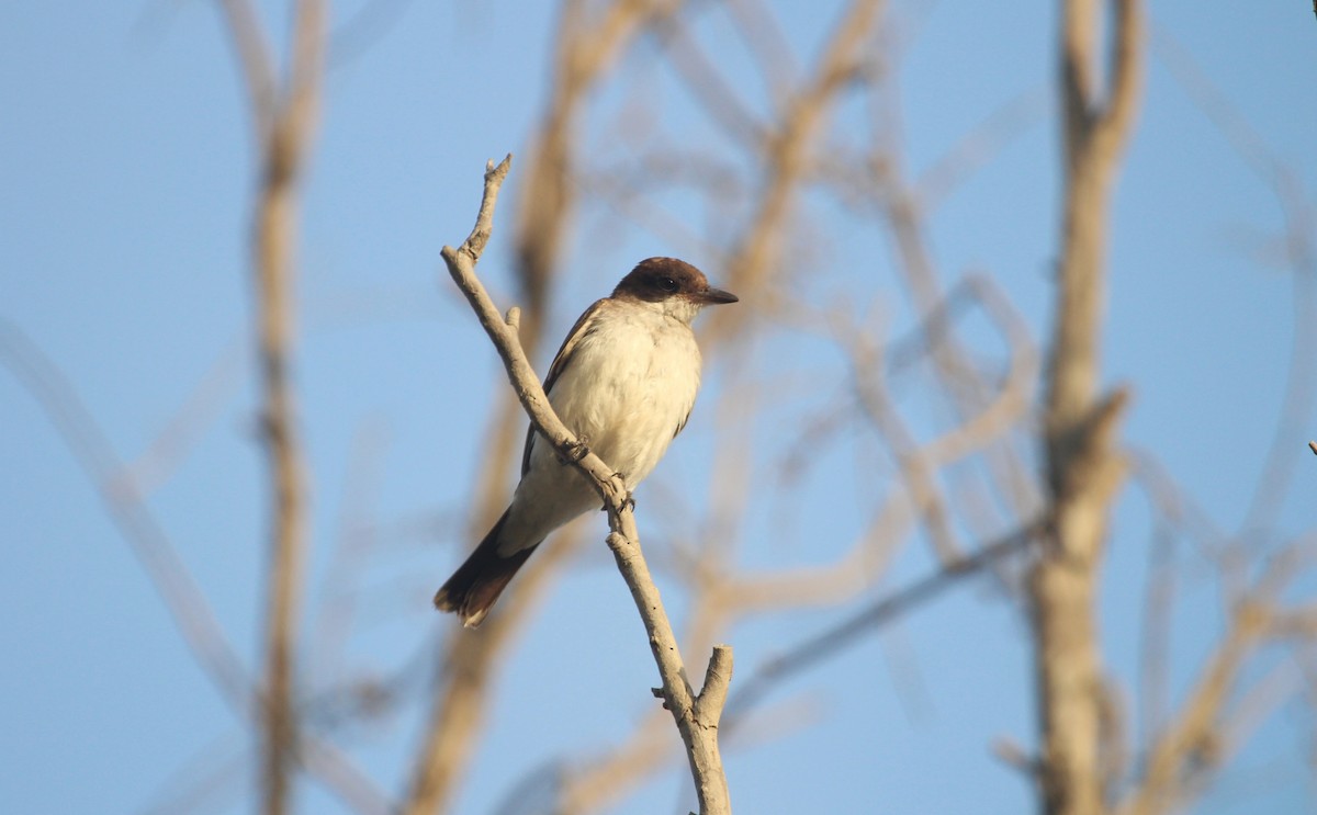 Eastern Kingbird - ML647325636