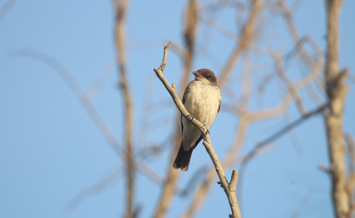 Eastern Kingbird - ML647325637