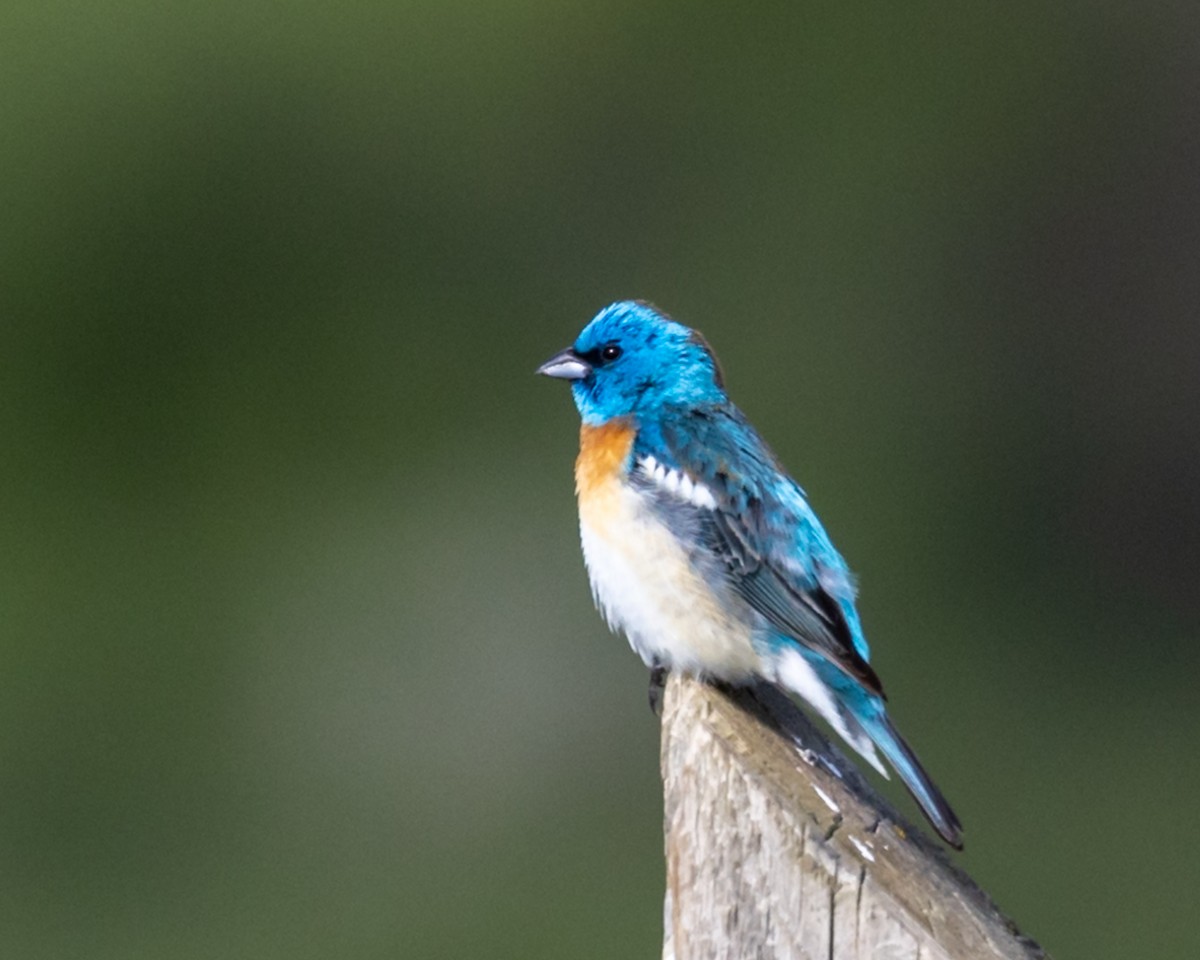 Lazuli Bunting - ML647325638