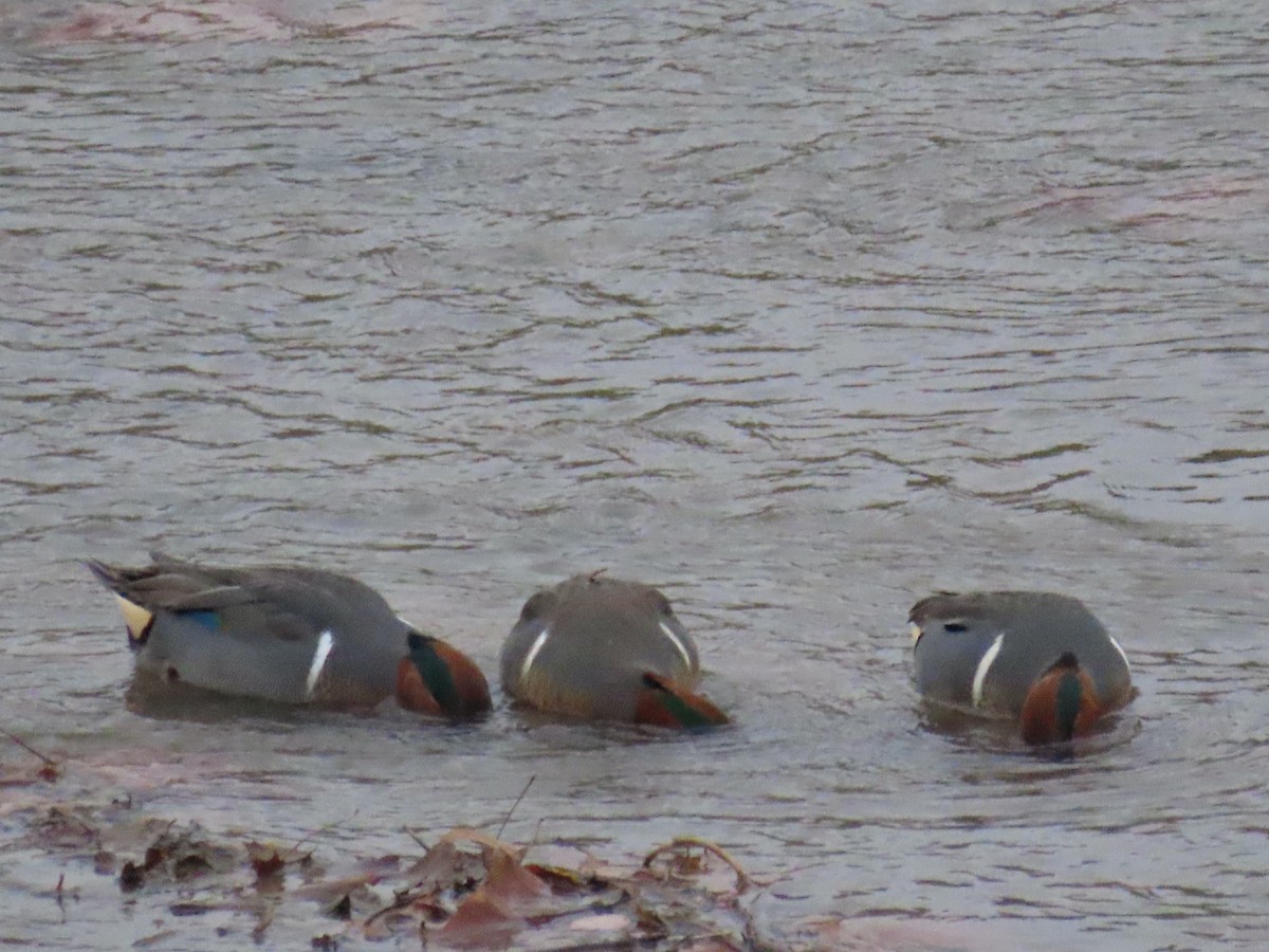 Alzavola - ML647325640