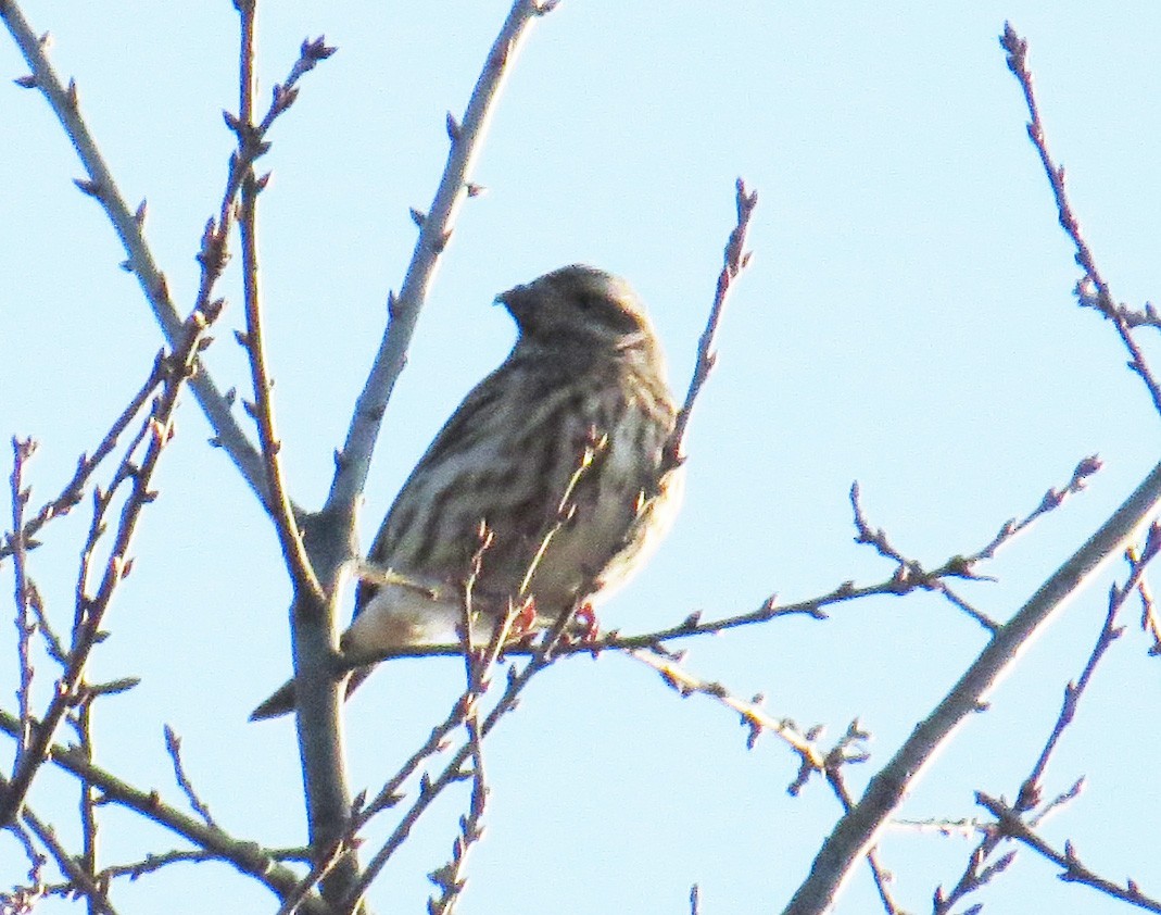 Purple Finch - ML647325641