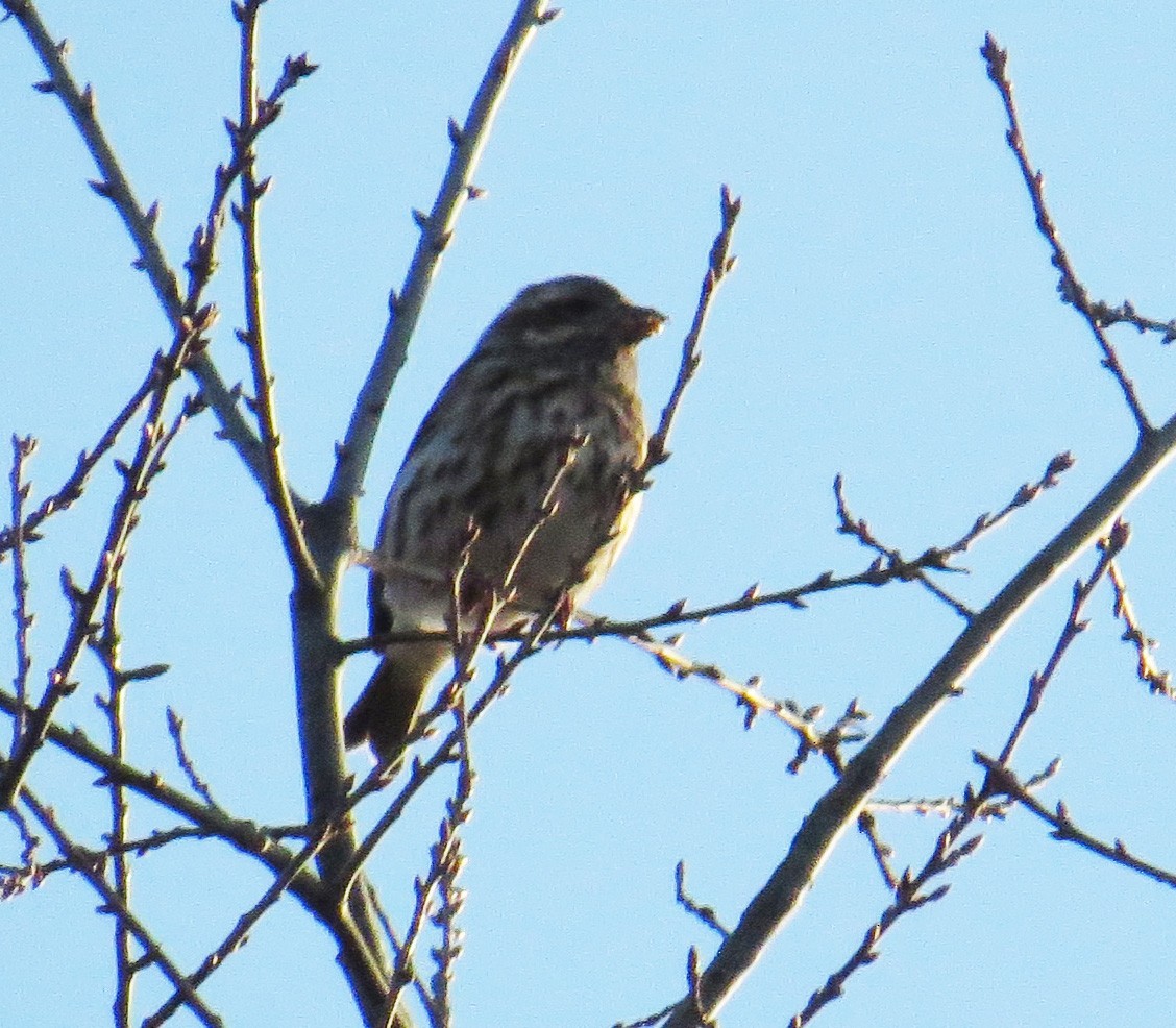 Purple Finch - ML647325642