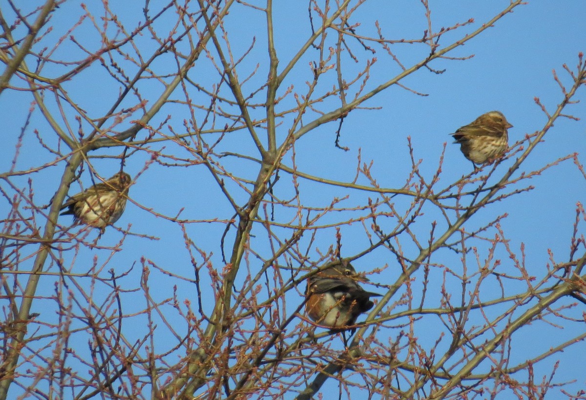 Purple Finch - ML647325643