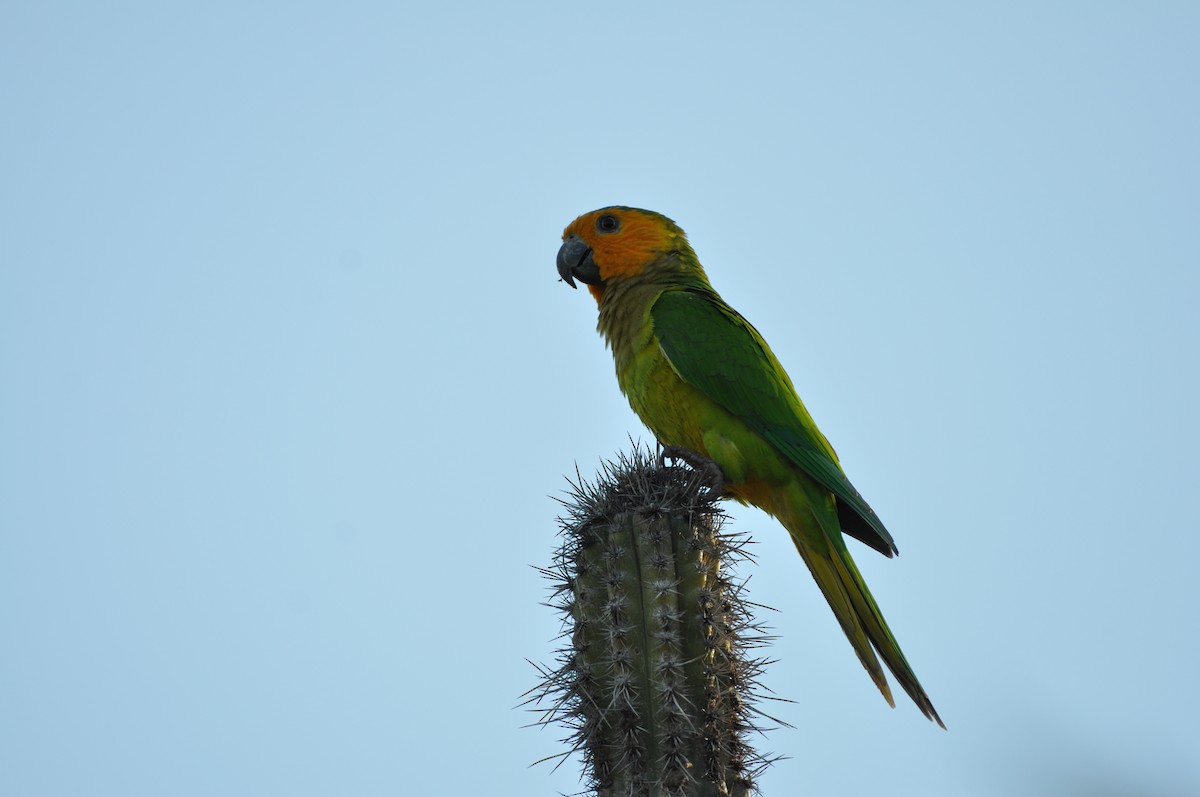 Brown-throated Parakeet - ML647325644