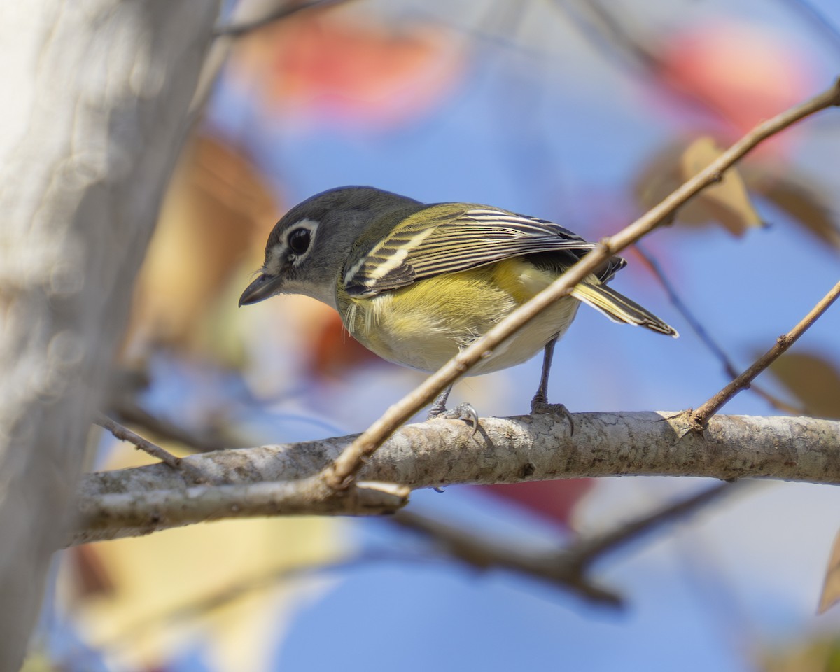 Blue-headed Vireo - ML647325647