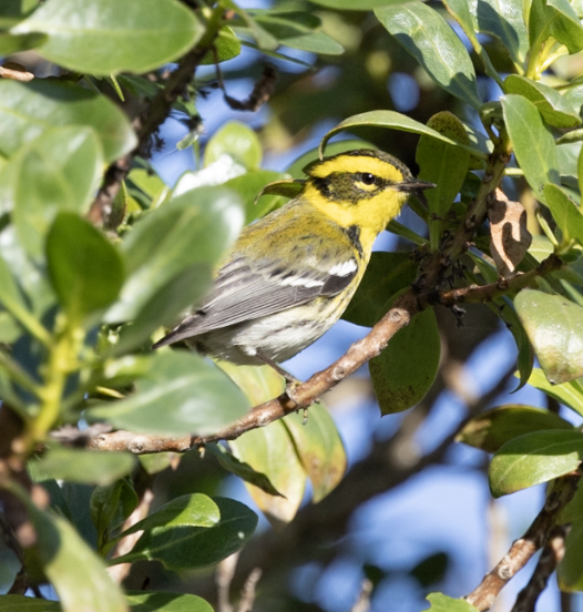 Townsend's Warbler - ML647325648