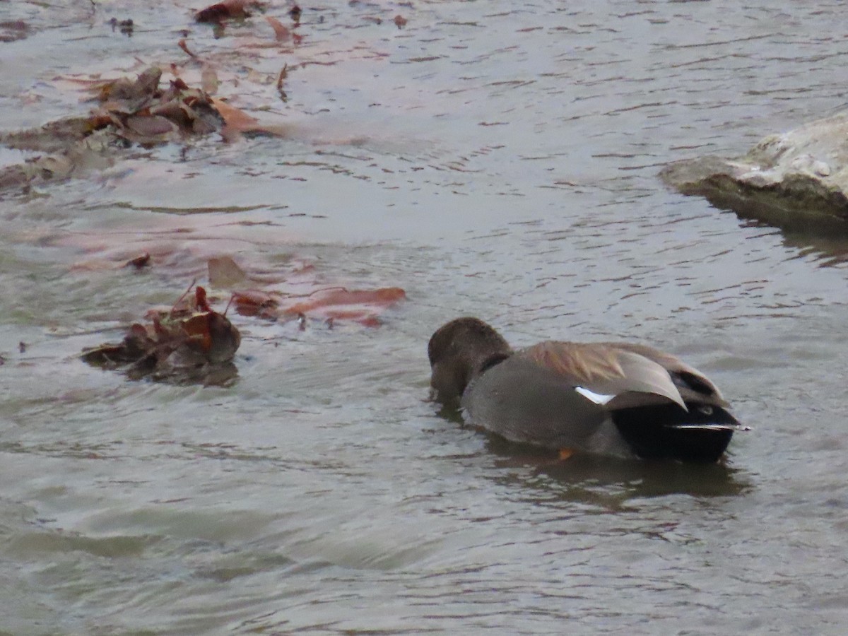 Canapiglia - ML647325649