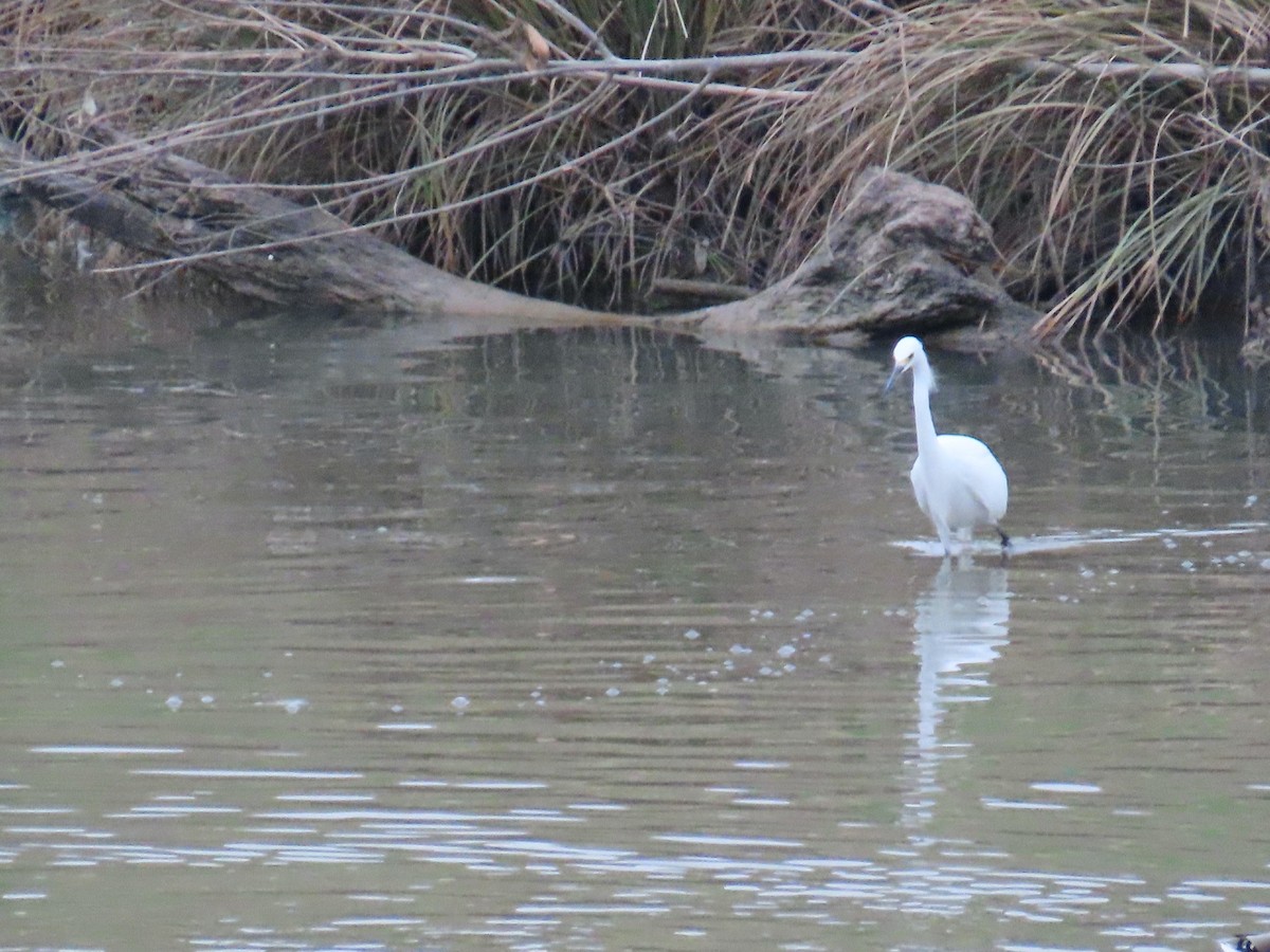 Snowy Egret - ML647325661