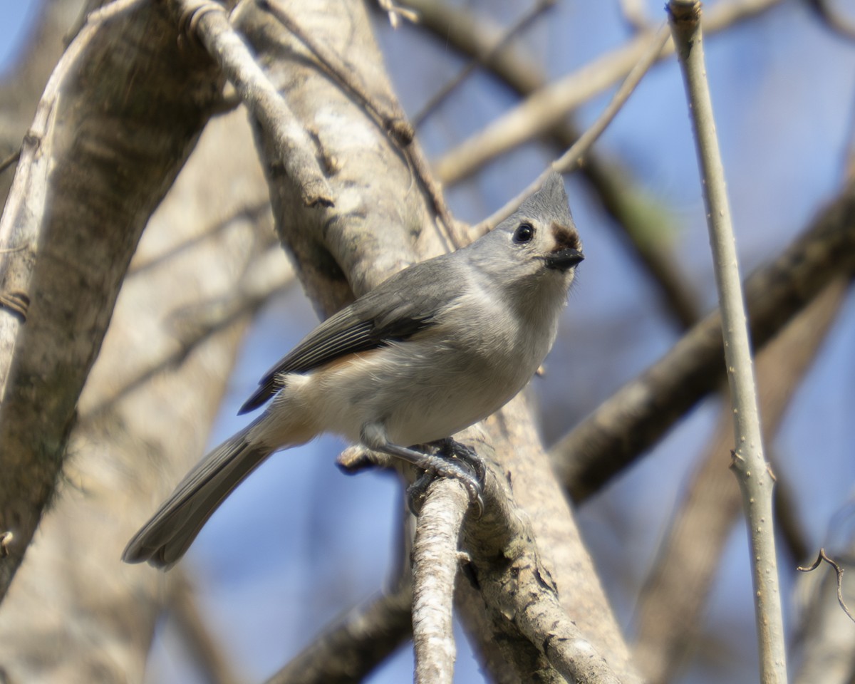 Tufted x Black-crested Titmouse (hybrid) - ML647325664